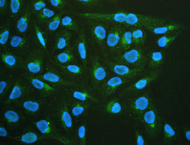 CHRM1 Antibody in Immunocytochemistry (ICC/IF)