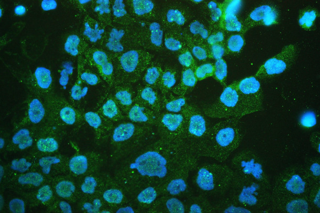 CHRM1 Antibody in Immunocytochemistry (ICC/IF)