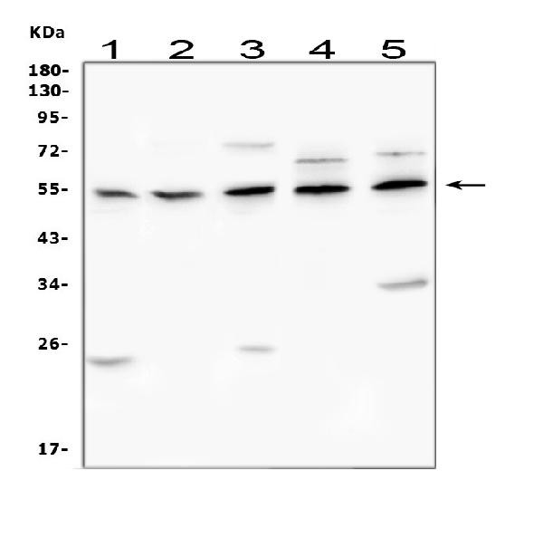 CHRM1 Antibody in Western Blot (WB)