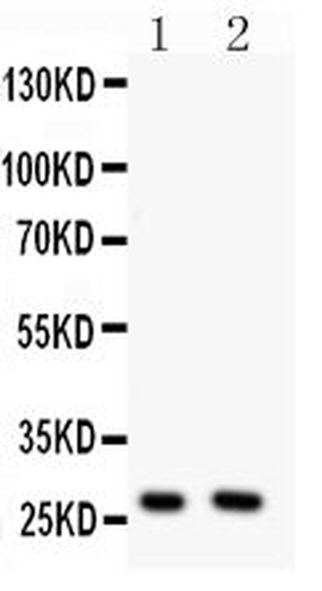 OLIG1 Antibody in Western Blot (WB)