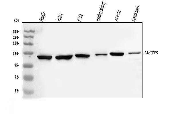 MERTK Antibody in Western Blot (WB)