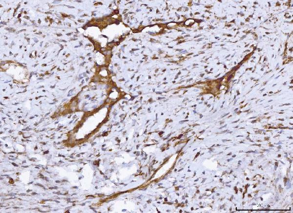 COX1 Antibody in Immunohistochemistry (Paraffin) (IHC (P))