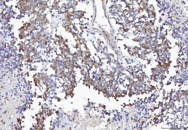 COX1 Antibody in Immunohistochemistry (Paraffin) (IHC (P))