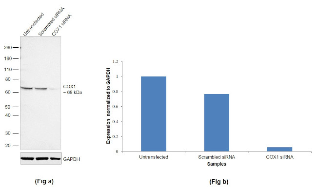 COX1 Antibody