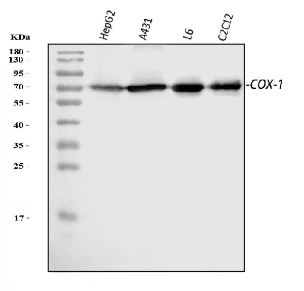 COX1 Antibody in Western Blot (WB)