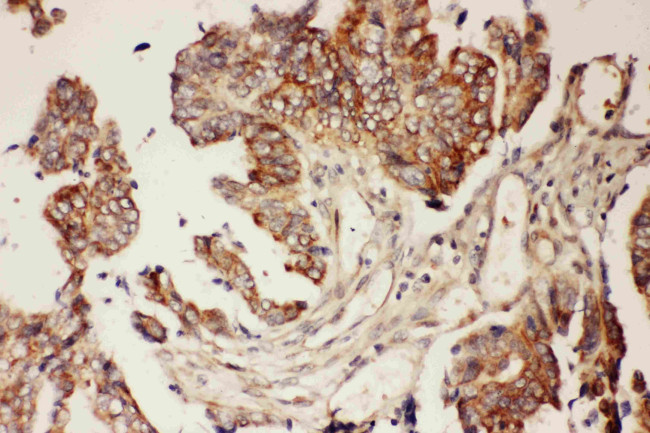 CNTF Antibody in Immunohistochemistry (Paraffin) (IHC (P))