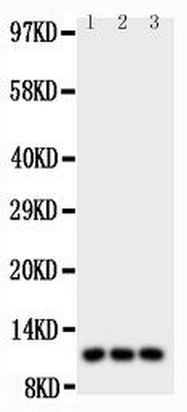 CCL1 Antibody in Western Blot (WB)