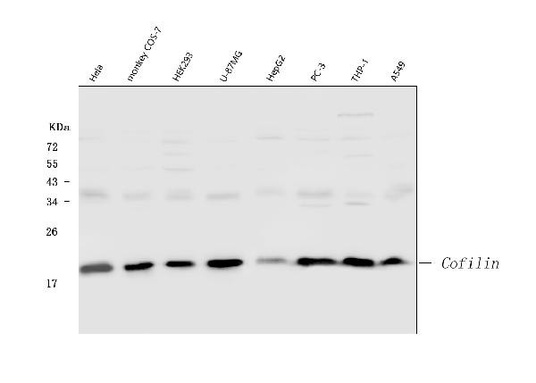 Cofilin Antibody in Western Blot (WB)