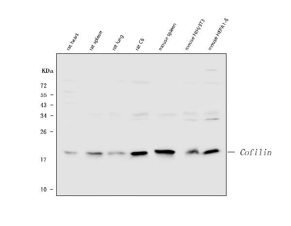 Cofilin Antibody in Western Blot (WB)