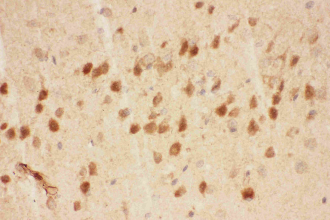 BDNF Antibody in Immunohistochemistry (Paraffin) (IHC (P))