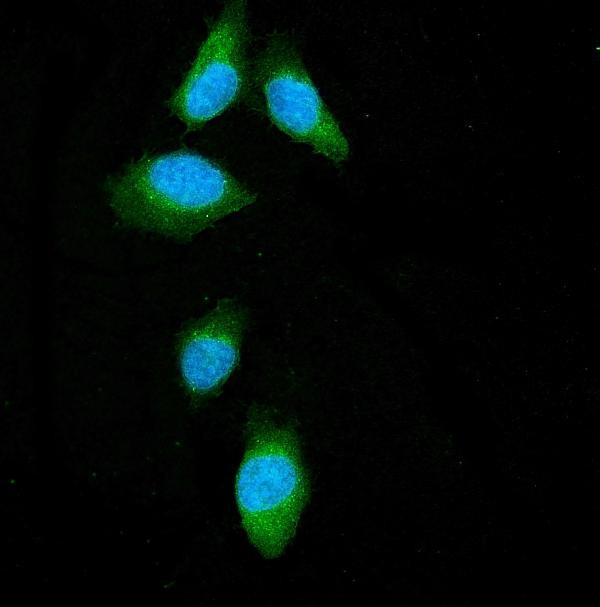 Beclin 1 Antibody in Immunocytochemistry (ICC/IF)