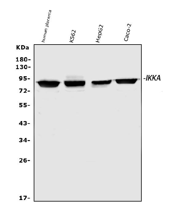 IKK alpha Antibody in Western Blot (WB)