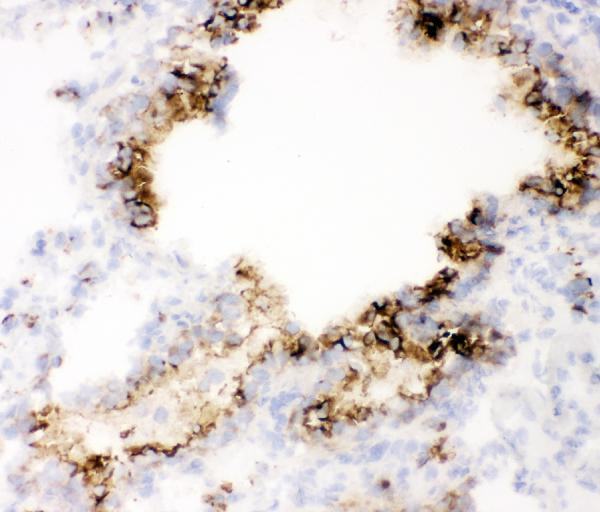 MUC1 Antibody in Immunohistochemistry (Frozen) (IHC (F))