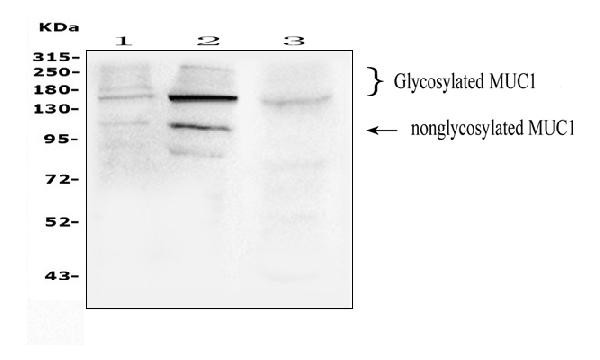 MUC1 Antibody in Western Blot (WB)