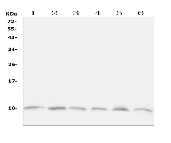 Ubiquitin B Antibody in Western Blot (WB)