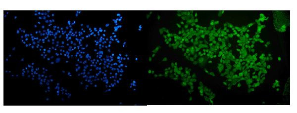 RUNX2 Antibody in Immunocytochemistry (ICC/IF)