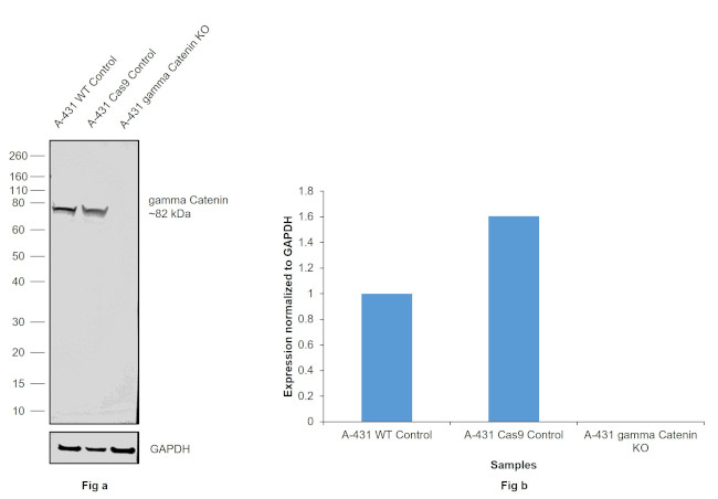 gamma Catenin Antibody in Western Blot (WB)