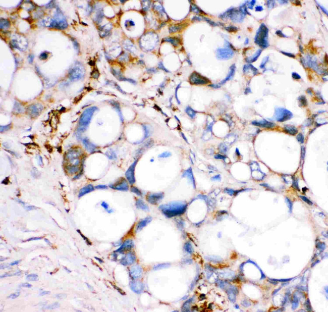 GPX1 Antibody in Immunohistochemistry (Paraffin) (IHC (P))