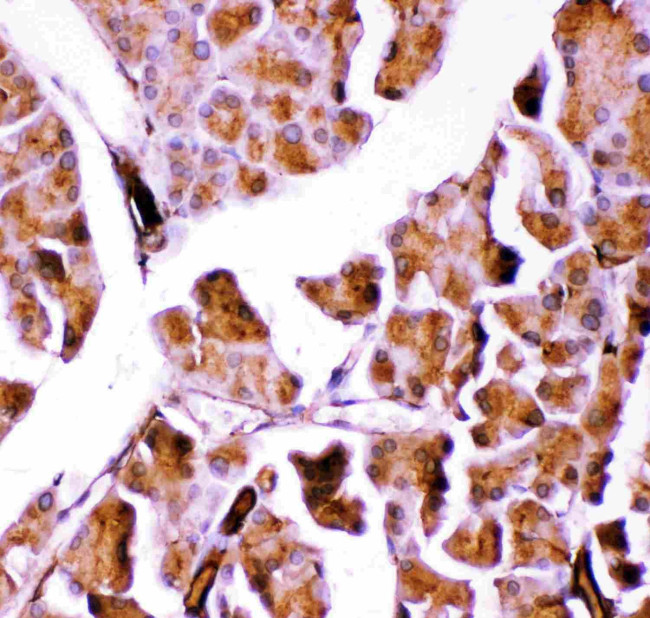 GPX1 Antibody in Immunohistochemistry (Paraffin) (IHC (P))