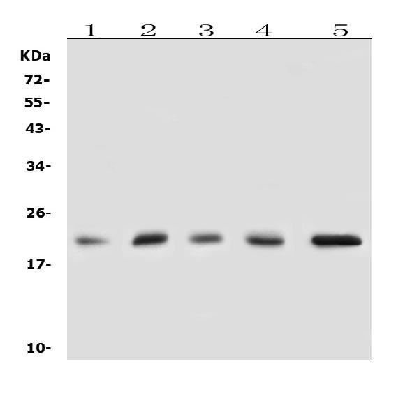 GPX1 Antibody in Western Blot (WB)