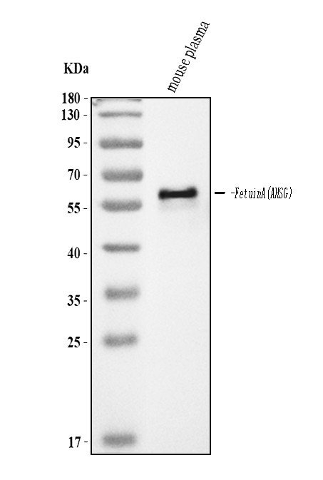 Fetuin A Antibody in Western Blot (WB)