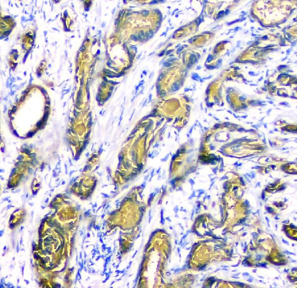 PSA Antibody in Immunohistochemistry (Paraffin) (IHC (P))