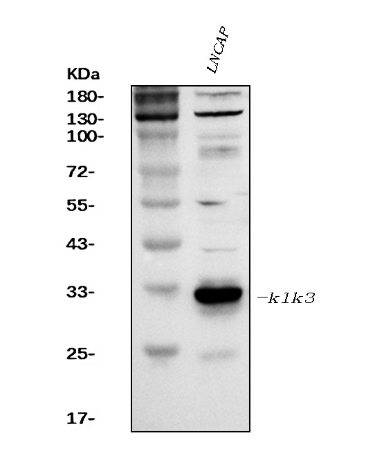 PSA Antibody in Western Blot (WB)