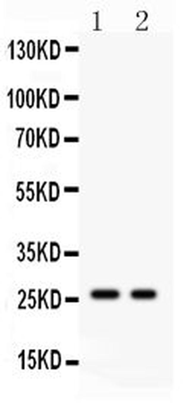 Kallikrein 4 Antibody in Western Blot (WB)