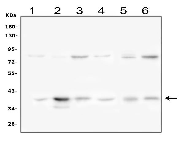 IkB alpha Antibody in Western Blot (WB)