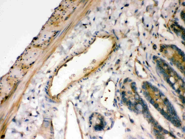 IkB alpha Antibody in Immunohistochemistry (Paraffin) (IHC (P))