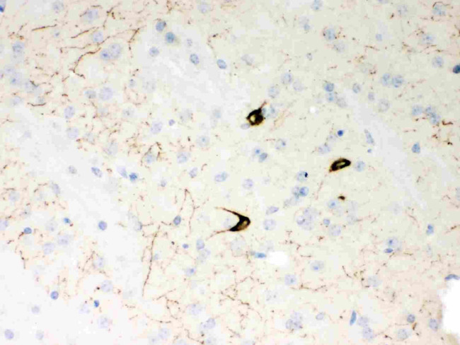 NPY Antibody in Immunohistochemistry (Paraffin) (IHC (P))