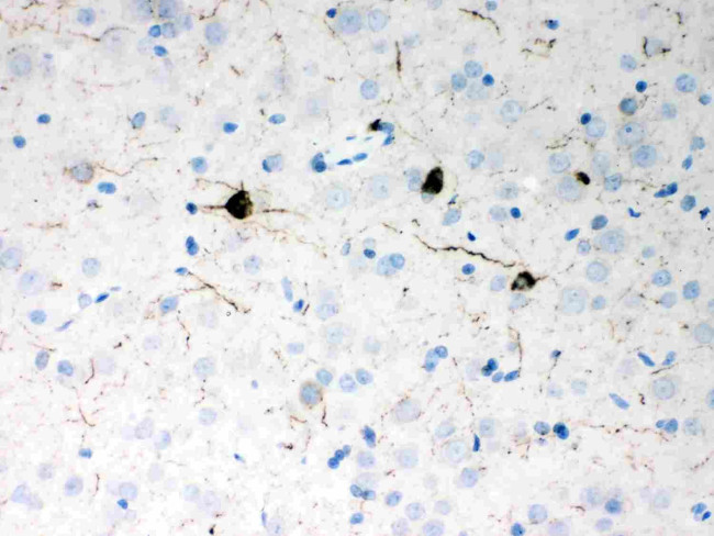 NPY Antibody in Immunohistochemistry (Paraffin) (IHC (P))