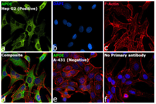 APOE Antibody in Immunocytochemistry (ICC/IF)