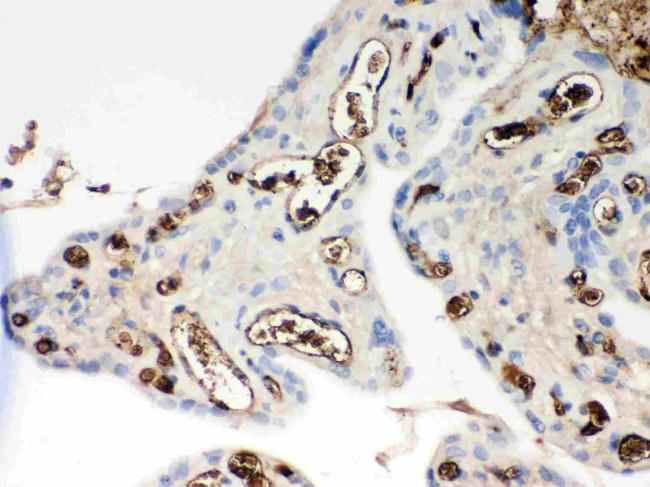 APOE Antibody in Immunohistochemistry (Paraffin) (IHC (P))