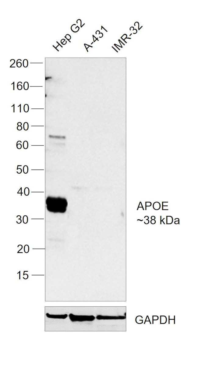 APOE Antibody in Western Blot (WB)