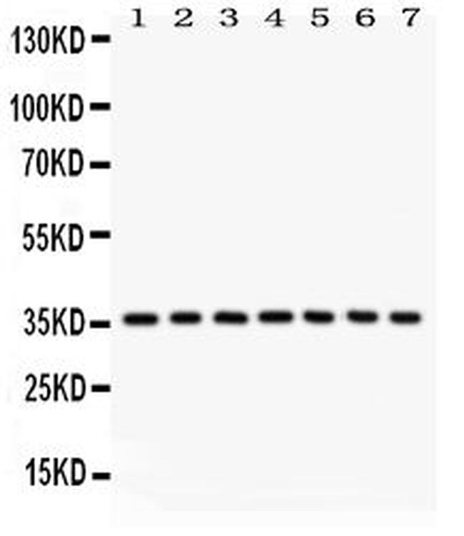 PP2A alpha Antibody in Western Blot (WB)