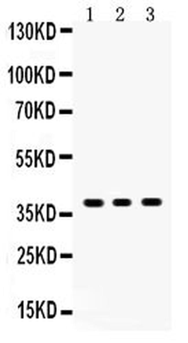 SIRT6 Antibody in Western Blot (WB)