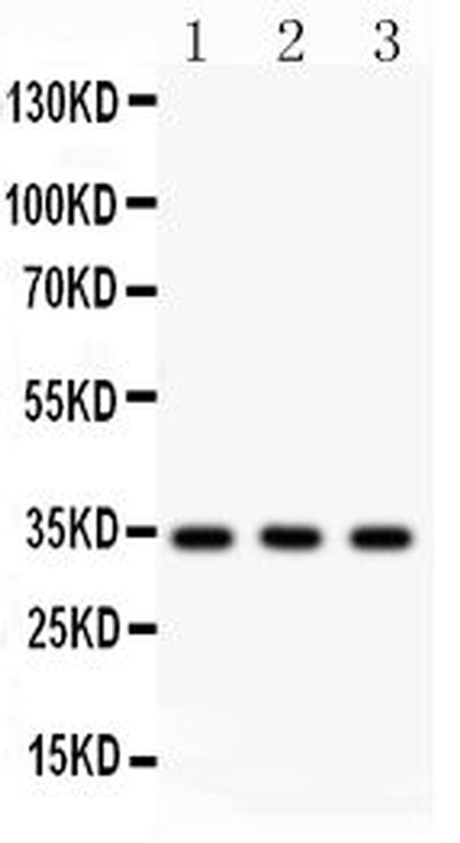 Caspase 7 Antibody in Western Blot (WB)