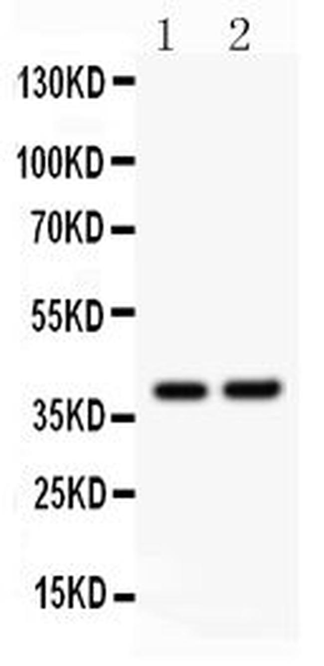 SOX1 Antibody in Western Blot (WB)