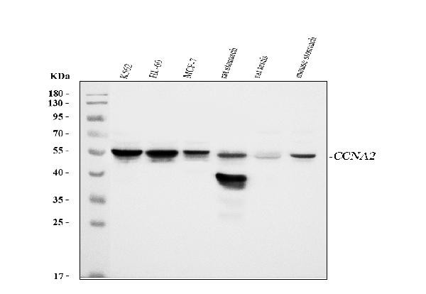 Cyclin A2 Antibody in Western Blot (WB)