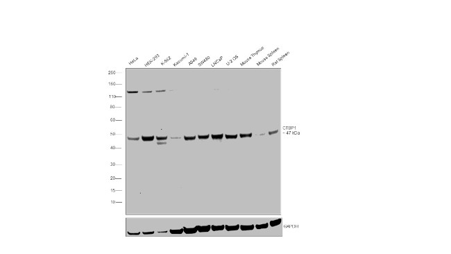 CtBP1 Antibody in Western Blot (WB)