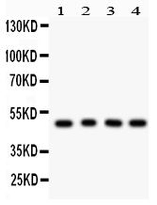 CtBP1 Antibody in Western Blot (WB)