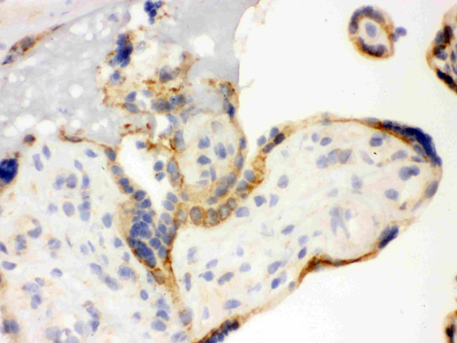 TLR7 Antibody in Immunohistochemistry (Frozen) (IHC (F))