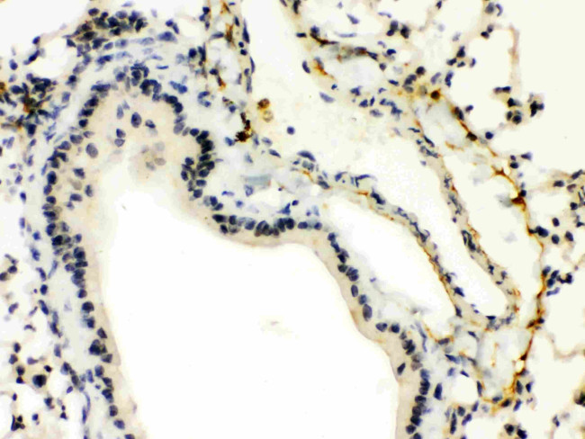 XBP1 Antibody in Immunohistochemistry (Paraffin) (IHC (P))