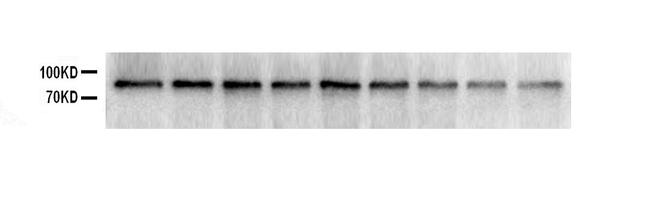 SOX5 Antibody in Western Blot (WB)