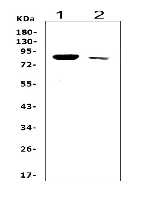 SOX5 Antibody in Western Blot (WB)