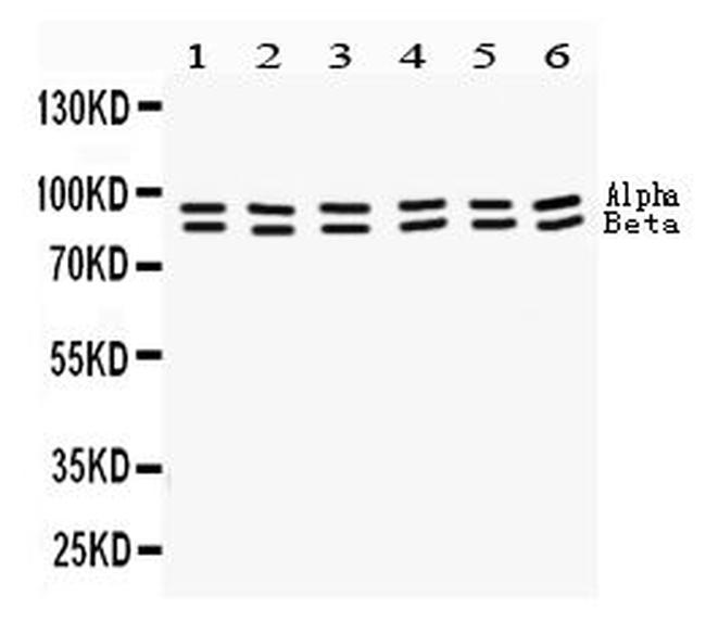 STAT1 Antibody in Western Blot (WB)