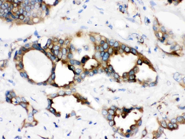 STING Antibody in Immunohistochemistry (Paraffin) (IHC (P))