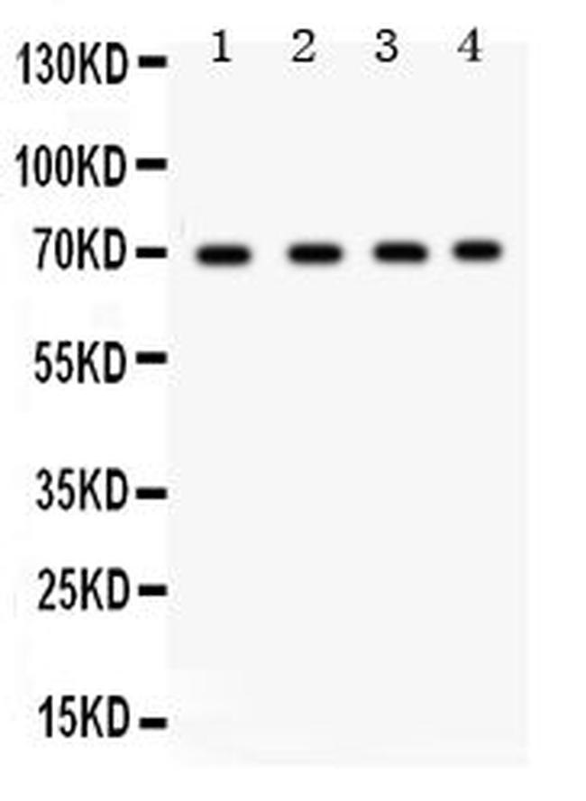 Ku70 Antibody in Western Blot (WB)