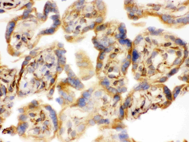 COMT Antibody in Immunohistochemistry (Frozen) (IHC (F))